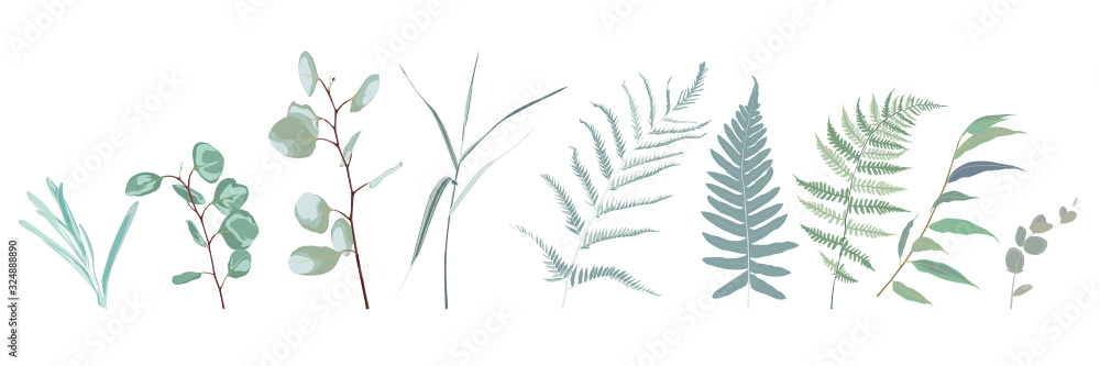 Eucalyptus seeded, fern, asparagus  designer art watercolor style foliage natural branches leaves elements set, collection. Cute elegant illustration for design.