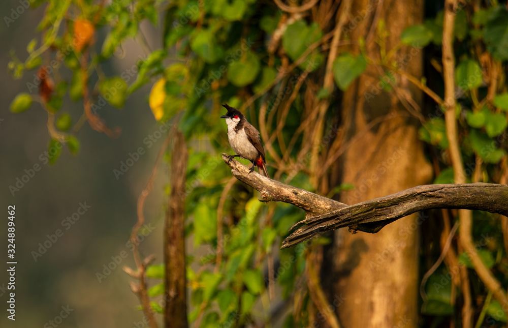 Red whiskered bulbul sitting on a branch Red whiskered bulbul sitting on a branch