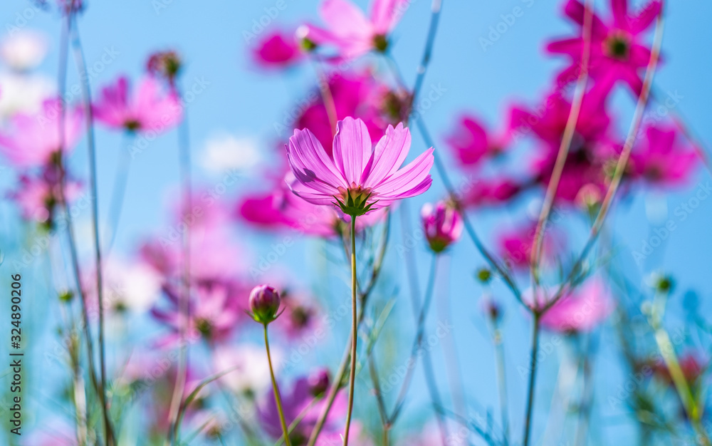 Cosmos flowers bloom in the rainy season in the garden. Cosmos flowers bloom in the rainy season in the garden.