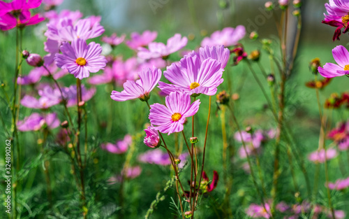 Cosmos flowers bloom in the rainy season in the garden.