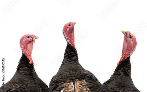 three bronze turkey isolated on a white background.