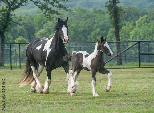 gypsy vanner mare runs with foal in paddock