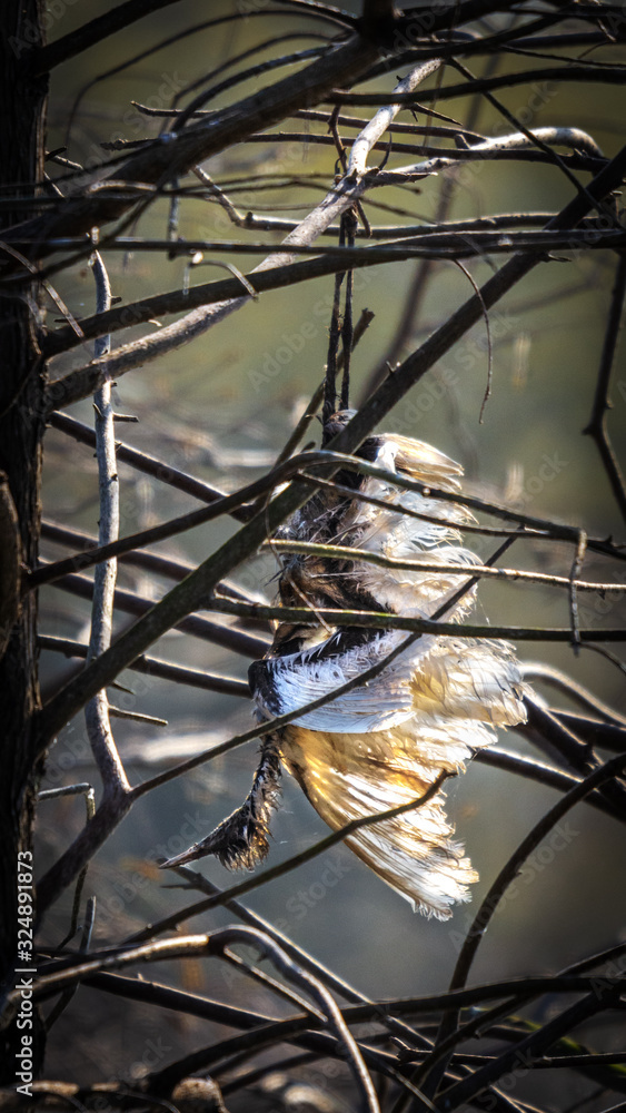 Fototapeta premium He has been hanging out here to long!