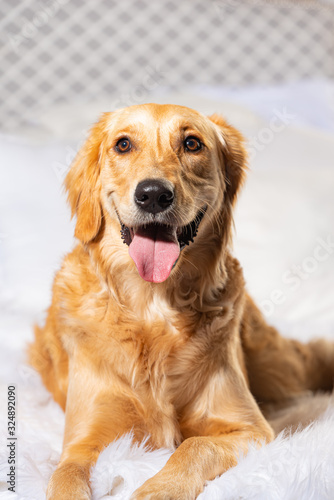 Studio portrait of Golden Retriever. Smiling with mouth open. high key on white background. 
