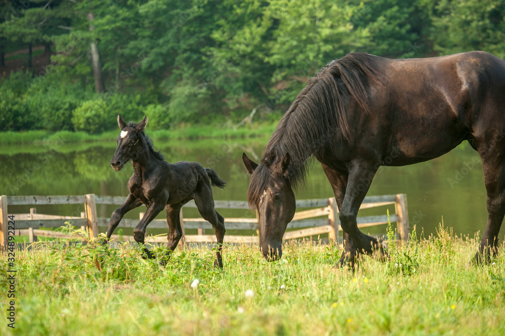 Percheron Draft Horse mare with young foal in pasture Percheron Draft Horse mare with young foal in pasture