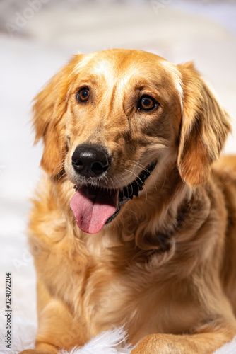 Studio portrait of Golden Retriever. Smiling with mouth open.  high key on white background. 