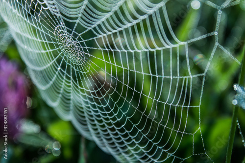 Spider web with water drops in early spring morning.