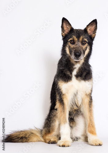 dog sitting on a white background