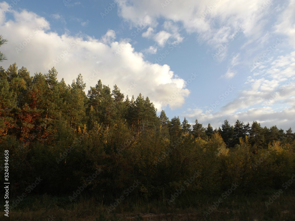 Autumn forest