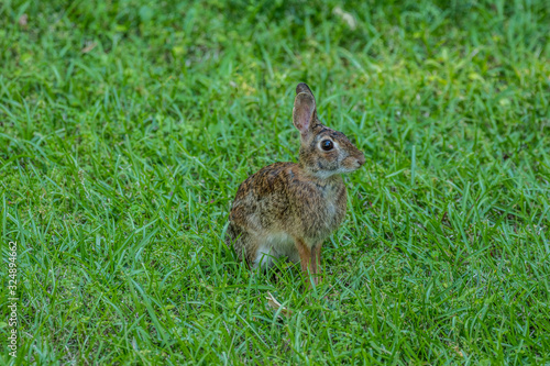 Eastern cottontail rabbit © Sandra Burm