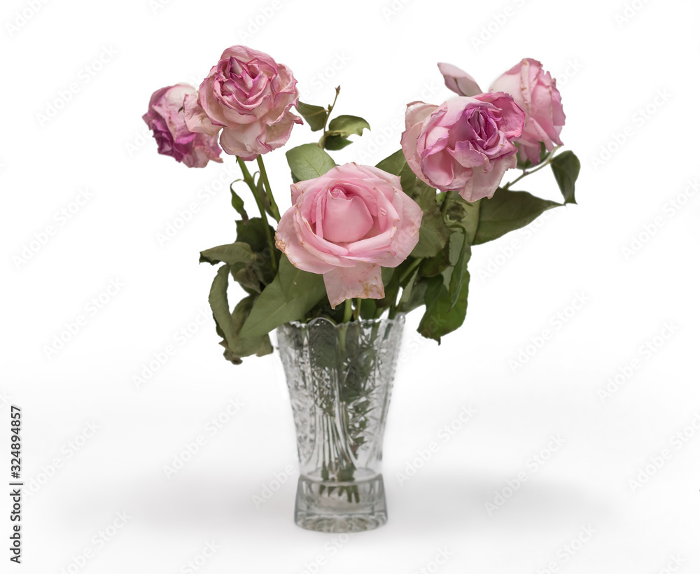 in a vase on a table wilted pink roses isolate after the holiday in a vase on a table wilted pink roses isolate after the holiday