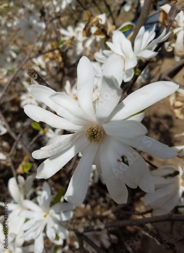 Blooming white magnolias in spring