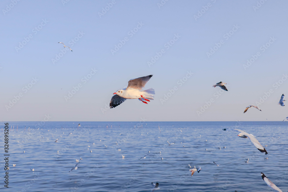 Fototapeta premium Seagulls bird flying over the sea with beautiful sunset on evening twilight sky landscape background