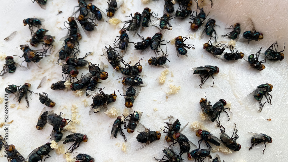 Many flies are stuck on paper with glue to trap the flies. Flies are a vehicle for diarrhea. Many flies are stuck on paper with glue to trap the flies. Flies are a vehicle for diarrhea.