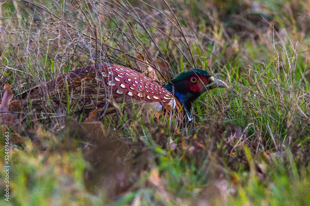 Common pheasant (Fasianus colchicus)
