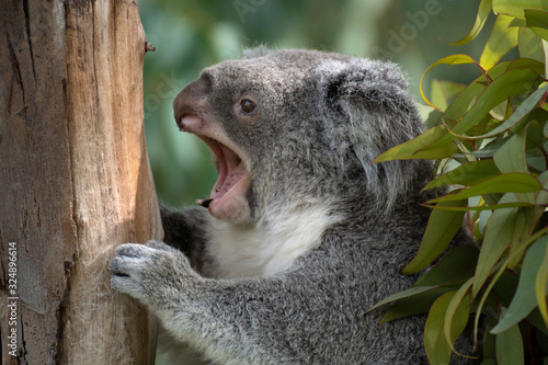 Photography Koala australiano descansando en una rama y bostezando