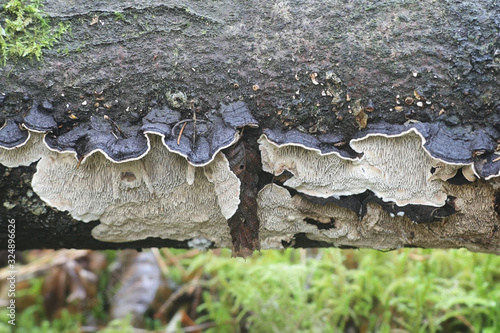 Datronia mollis, known as the common mazegill, wild bracket fungus from Finland photo