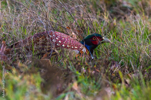 Obraz na płótnie Common pheasant (Fasianus colchicus) w salonie