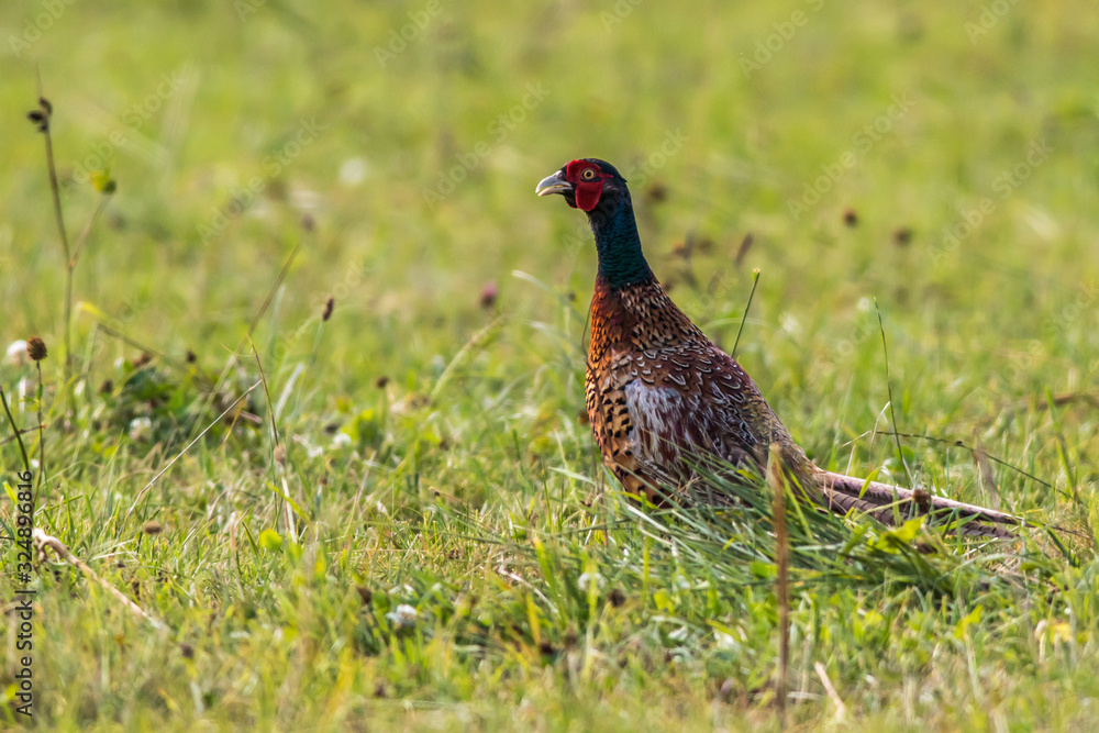 Common pheasant (Fasianus colchicus)
