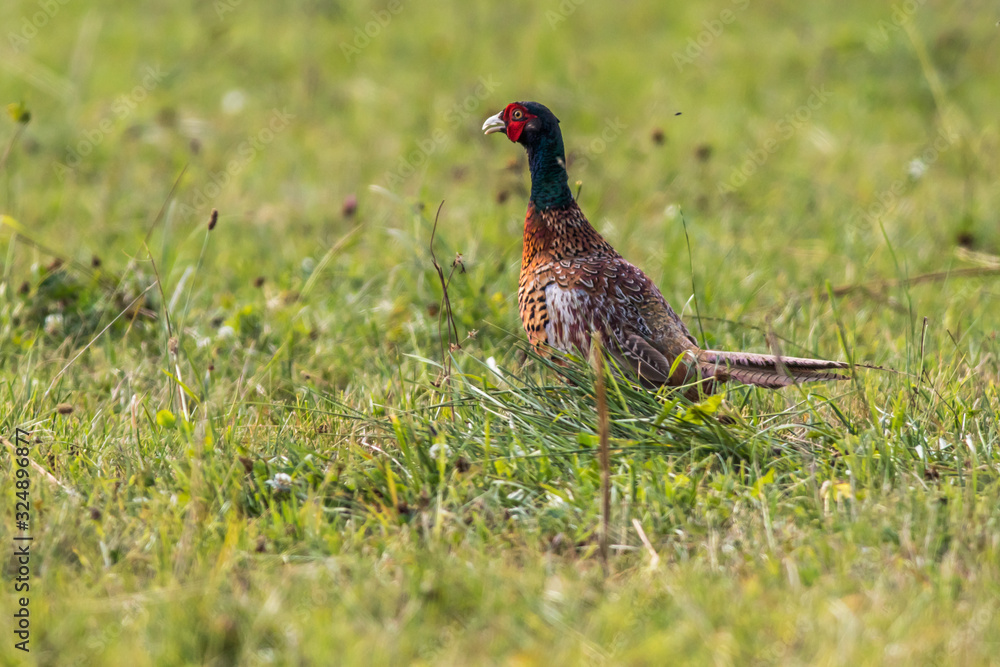 Common pheasant (Fasianus colchicus)