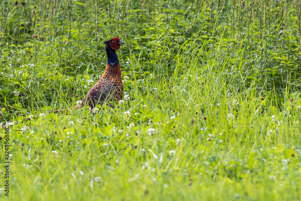 Common pheasant (Fasianus colchicus)