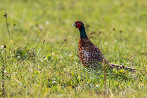 Obraz na płótnie Common pheasant (Fasianus colchicus) w salonie