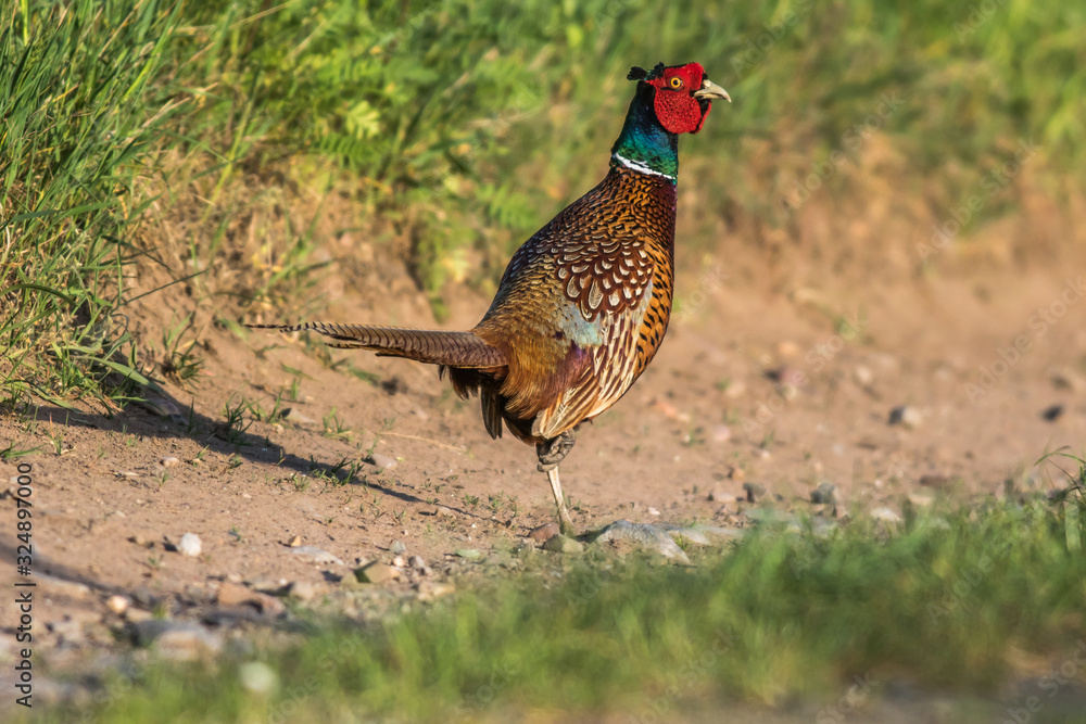 Common pheasant (Fasianus colchicus)