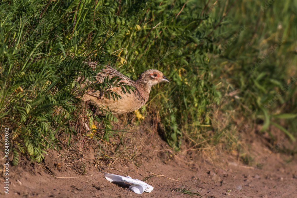 Common pheasant (Fasianus colchicus)