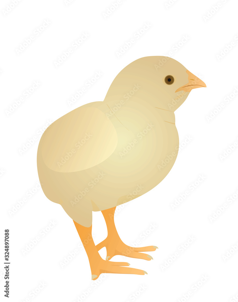 Small yellow chicken. vector illustration Small yellow chicken. vector illustration