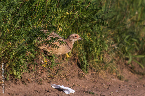 Obraz na płótnie Common pheasant (Fasianus colchicus) w salonie