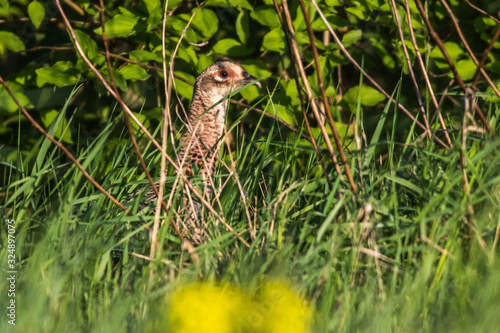 Obraz na płótnie Common pheasant (Fasianus colchicus) w salonie