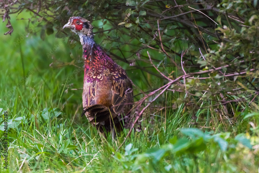 Common pheasant (Fasianus colchicus)