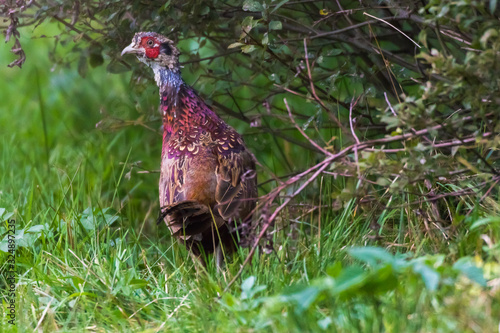 Obraz na płótnie Common pheasant (Fasianus colchicus) w salonie