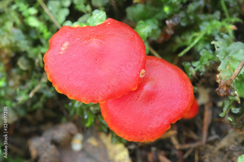 Hygrocybe punicea, known as Crimson waxcap or Scarlet Waxy Cap, wild mushrooms from Finland