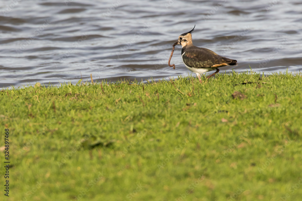 Lapwing (Vanellus vanellus)