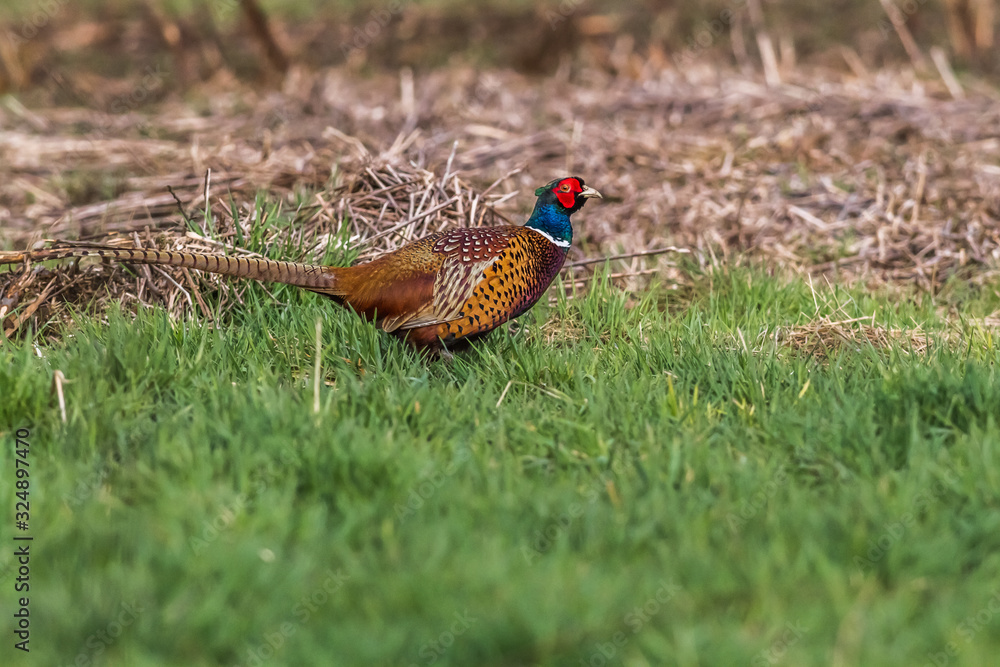 Common pheasant (Fasianus colchicus)