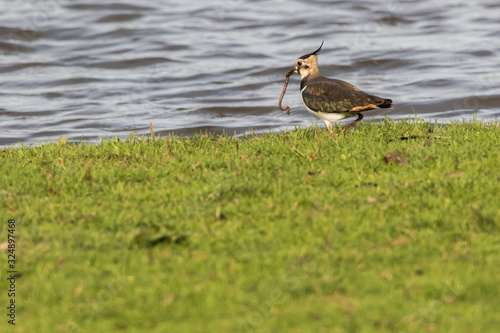 Obraz na płótnie Lapwing (Vanellus vanellus) w salonie