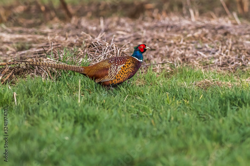 Obraz na płótnie Common pheasant (Fasianus colchicus) w salonie