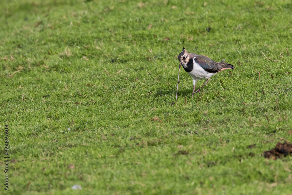 Lapwing (Vanellus vanellus)