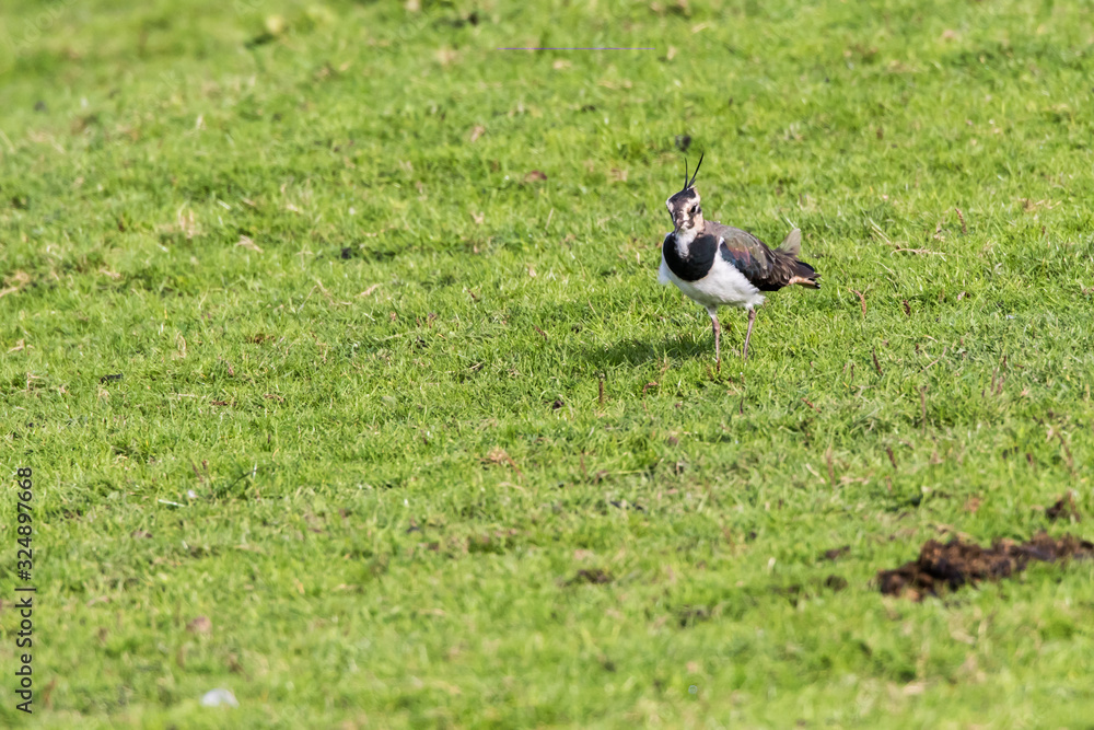 Lapwing (Vanellus vanellus)