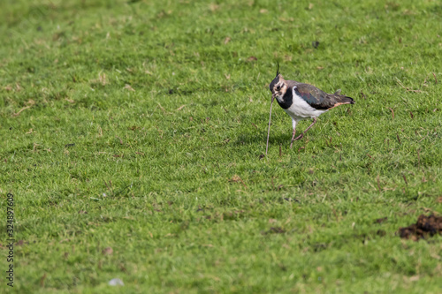 Obraz na płótnie Lapwing (Vanellus vanellus) w salonie