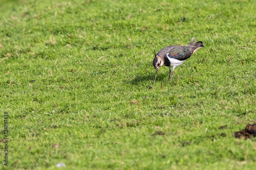 Obraz na płótnie Lapwing (Vanellus vanellus) w salonie