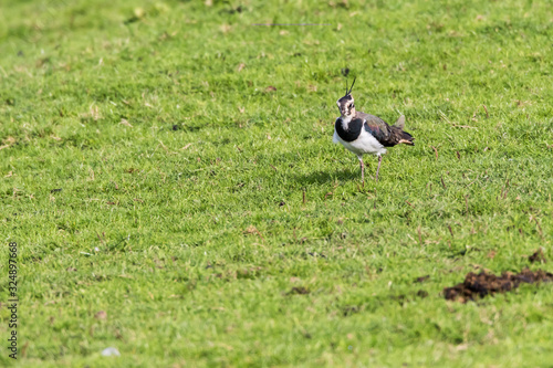 Obraz na płótnie Lapwing (Vanellus vanellus) w salonie