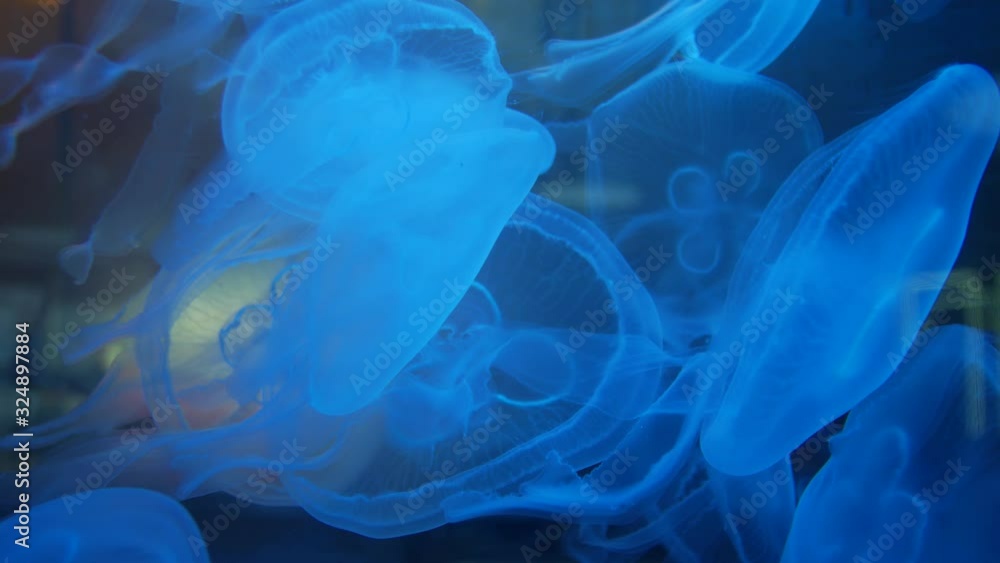 Jellyfish swim in the aquarium. Science and nature Jellyfish swim in the aquarium. Science and nature