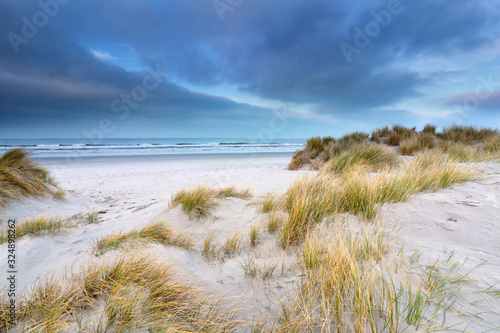 beautiful dunes by North sea beach