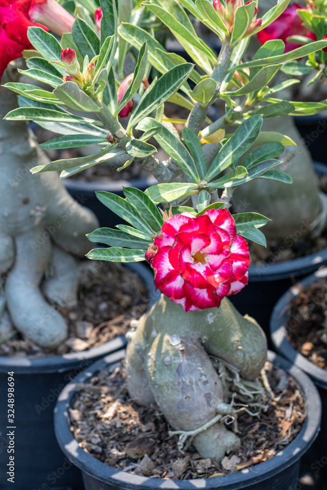 Adenium obesum (Desert Azalea, Desert Rose, Impala Lily, Kudu Lily, Mock  Azalea, Sabi Star)