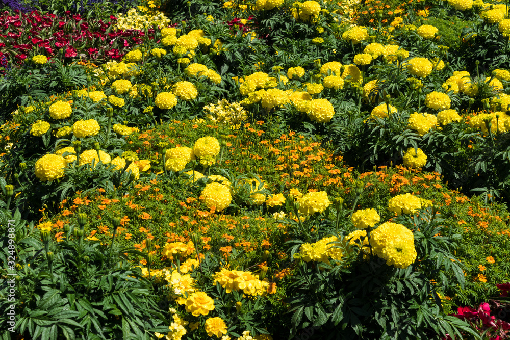 Obraz premium Blumenbeet mit Tagetes