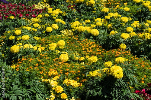 Blumenbeet mit Tagetes