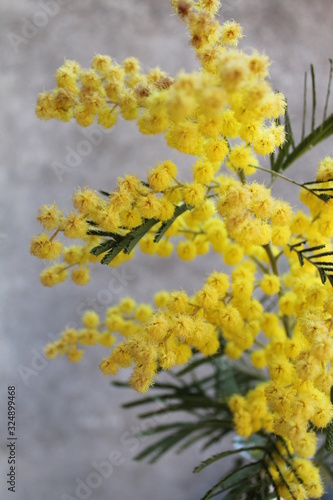 Mimosa