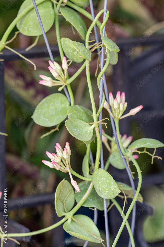 Selective focus close up pink Hoya flower in the garden.Blurred Flower clusters flower. Selective focus close up pink Hoya flower in the garden.Blurred Flower clusters flower.